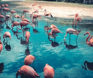 Joining Flamingo DAO